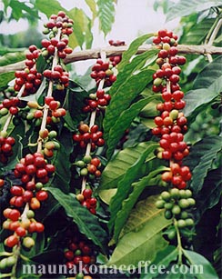 Ripe Mauna Kona Coffee Cherry!!